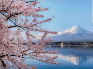 Japan Cherry Blossom Travel Guide : Best Sakura Viewing Spots, Festival Time, Budget Tips & 10-Day Itinerary